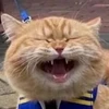 Katze_cat
