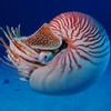 Nautilus23