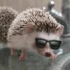 ёж в чернилах