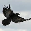 Crow_from-the_Ashes