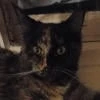 EvilCat1991