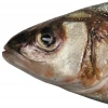 Seld47