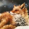 Winter wonder