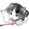 k1tty0821