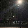 Собака-волк