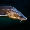 Sturgeon