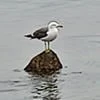 skylark88
