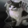 AkariZorua