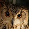 owlborne