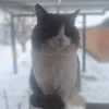 Мир Снеговичок
