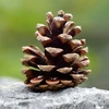 cedar cone