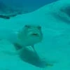 Tuna_thinks