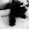 Never cat