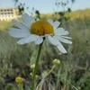Avis Caerulea-Aurora