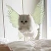 В чём секрет кота Бориса