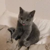 Kat_zol