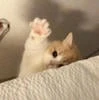 problem_kitty