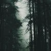 My Eyes Like A Forest