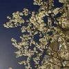 Sunfy