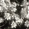 sour_lemon0310