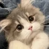 Творец вторичной реальности