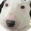 Си джей местного разлива