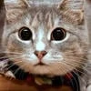 Cat..