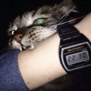 mangor