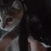 Курама Узучиха