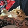 Жизнь единственная моя ты