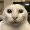 SillyMorfi