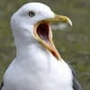 Rishy