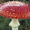 Грибы234