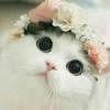 -Muwy._.Dark-