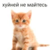 Попа барсика креветкина