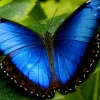 Butterfly777