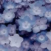 Gini_san-ni