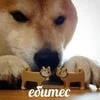Степной напев