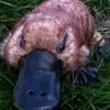 Dark Platopus Riper