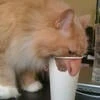 Feeding on love