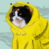 Кошка в дождевике