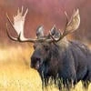 Inepta Elk