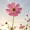 cosmeia