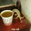 VoVo_
