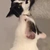 nothing will happen