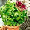 Базилик_Великолепный