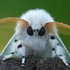 ._MOTH_.
