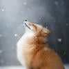 MangoFox