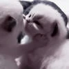parodies_net