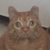 Дженнифер Митчелл